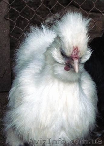 куры карликовые #478994