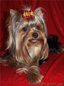 Предлагается щенок йоркширского терьера #466325