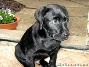 ПРОДАМ ЛАБРАДОРА РЕТРИВЕРА #458799
