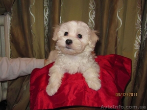 Продам щенка мальтезе #465602