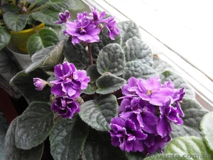 Коллекционная фиалка #479840