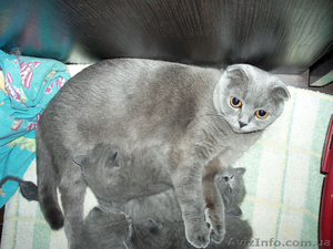 Чистокровная Шотландская Принцеска. #479008