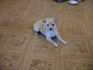 продам тойчика #464072