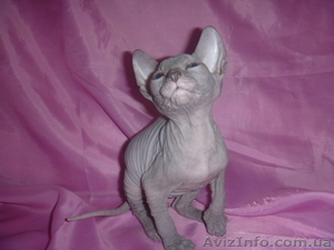 Донской сфинкс котята от чемпионов !!! #393522