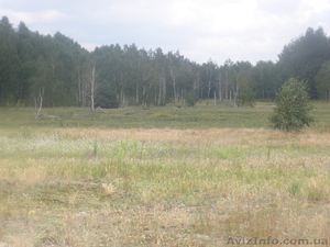 Киевская обл. с. Феневичи,  Ивановского р-на,  возле Катюжанки. Размер - все #466779