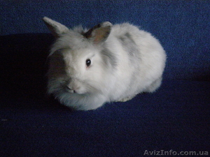 Декоративные крольчата с прививками идокументами #480105