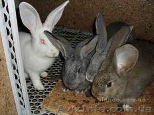 Продажа кроликов породы Фландер #478777