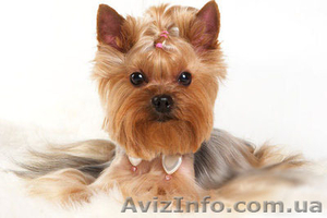 Стрижка собак на дому #459210