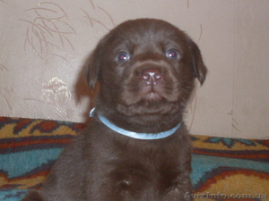 Шоколадные лабрадорчики #457906