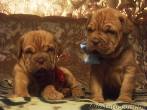 Продажа щенков бордоского дога! #478749