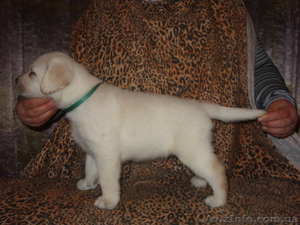 Щенки лабрадор-ретривера #458276