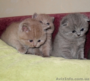 Элитные страйтики и изумительные скотиш фолды! #476077