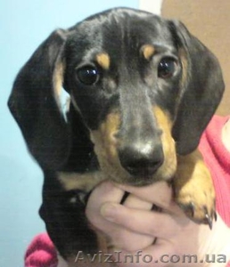 Щенок таксы продам #465454