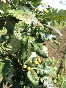 Рябина обыкновенная,  армянская,  Тюрингская (дуболистная),  фастигиата,   #457068