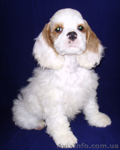 Щенки американского кокер-спаниеля цветного окраса #458260