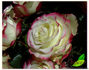 Опт.Цветы с плантаций Эквадора. #458094