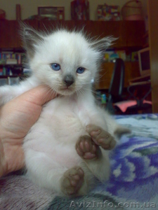 Продам бирманских котят в хорошие руки #471608