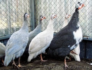 цесарки. карликовые куры #478995