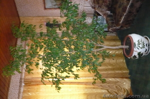 Фикус Бенжамина #459158