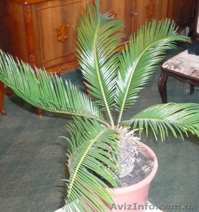 Цикас продам       #459277