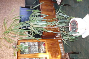 Фикус Али продам #459266