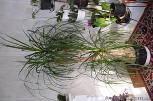 Бокарнея (Налина) продам #459281