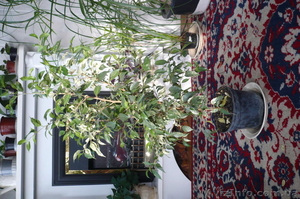 Фикус Бенжамина пестролистый #459270