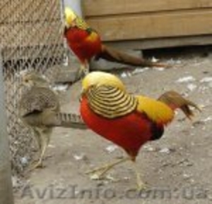  МОЛОДНЯК ЗОЛОТОГО ФАЗАНА #463142