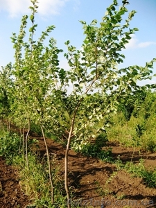 Саженцы: Вяз пёстролистный,  курчавый пирамидальный,  широколистный,  «Пендуля» #457059