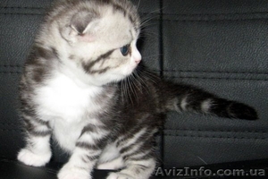 Вислоухие шотландцы #462090