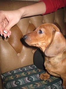 Предлагаю щеночеп карликовой таксы #482610