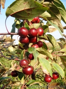 Саженцы: яблоня ягодная декоративная (райская). #457075