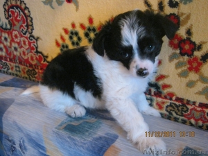 ПРОДАМ ЩЕНКОВ КИТАЙСКОЙ ХОХЛАТОЙ!!! #473824