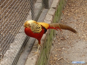 Фазаны (золотой,  серебряный) #473839