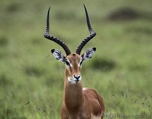 Доставка без лишних вопросов! #503953