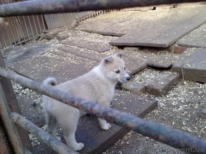 Щенки западно-сибирской лайки Донецкая обл #495115