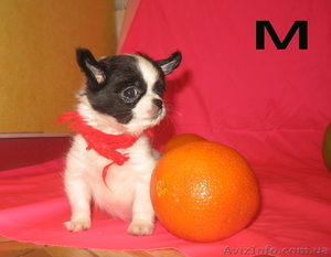 Продам  Чихуа-хуа - щенки очаровашки #501539