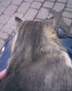 Отдам молодого (2 года) котика любящему и заботливому хазяину #485996