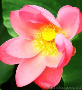 Обучение. Позитивная психотерапия #497133