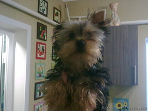 Йорк-Кобель, 5 месяцев #489158
