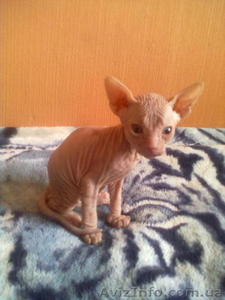 Замечательные котята Донского сфинкса #500888