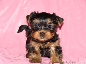 Продажа йоркширских терьеров недорого в Одессе от 3000 грн #486059
