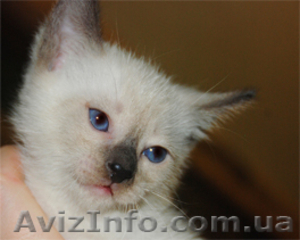 Сиамский (тайский) котёнок #500895
