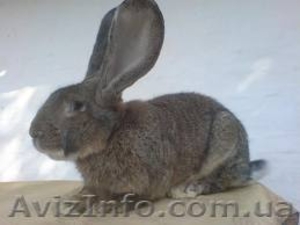 Пушистый кролик  #504454