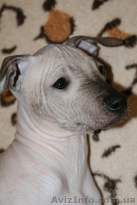 Продам щенков мексиканской голой! #453677