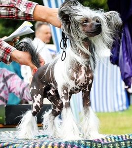 Китайской хохлатой ИнтерЧемпион приглашает подруг на вязку #512395