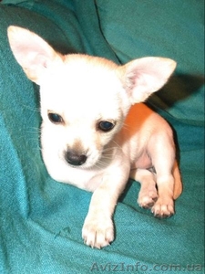 Очаровательная малышка чbхуахуа #500393