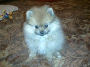 Щенки померанца #499929