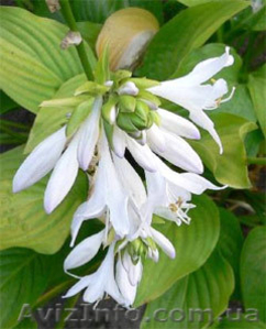 Хосты и др. растения #488743