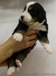 Продадим щенков породы Бернский зенненхунд.  #498929